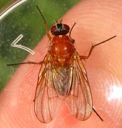 Réf. 364 930 : Thricops diaphanus Réf. 364 930 : Thricops diaphanus